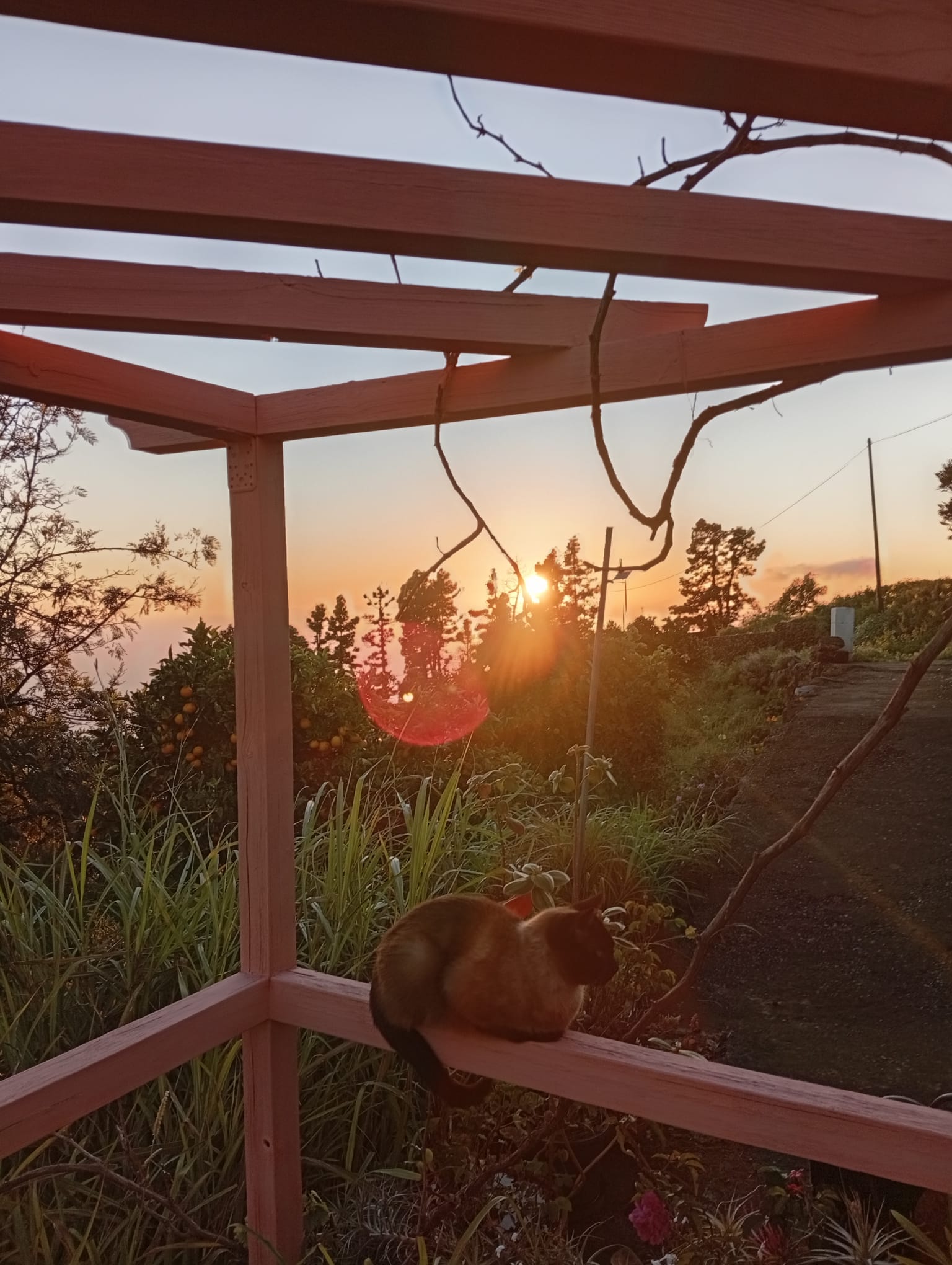 Sonnenuntergang mit 🐱 an der Casa Sinfonia